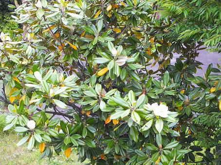 タイサンボクに白い花と蕾 タイサンボクに白い花と蕾の写真