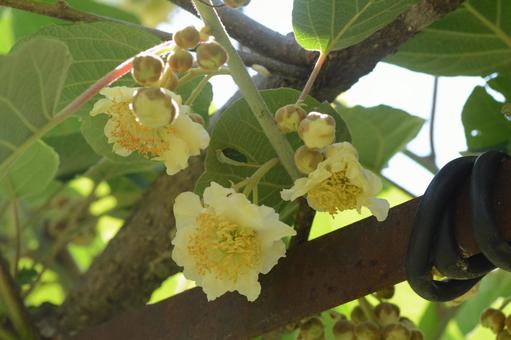 キウイの花 キウイの花 植物,花,花びらの写真素材