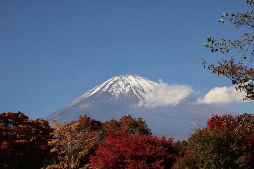 青空と白い雲と冠雪した富士山と色づく木々 青空,白い,雲の写真素材