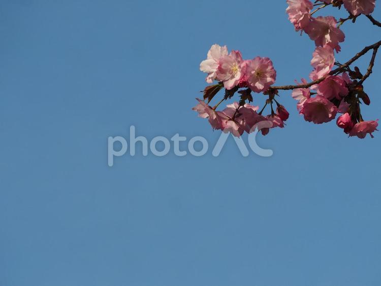 春の花　桜　ピンクの八重桜⑬ 桜,春,春の花の写真素材