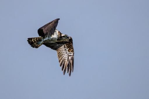 ミサゴ(45) 鳥,ミサゴ,ウオタカの写真素材