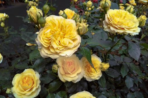 薔薇_023 薔薇_023の写真