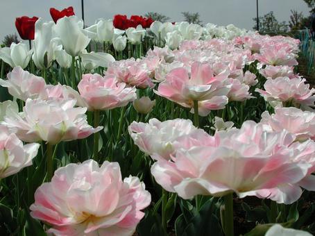 チューリップ・Tulips　咲く風景 球根植物,チューリップ,風景の写真素材