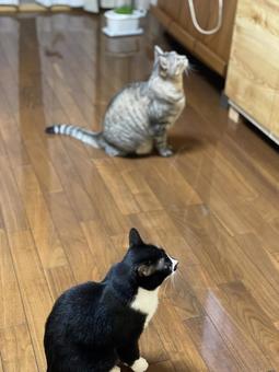 テレビに夢中な2匹の猫 テレビに夢中な2匹の猫 猫,2匹,多頭飼いの写真素材