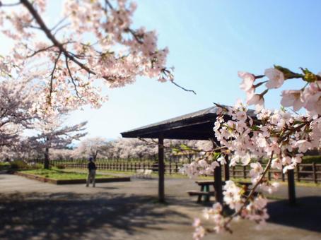 春の景色 春の景色の写真