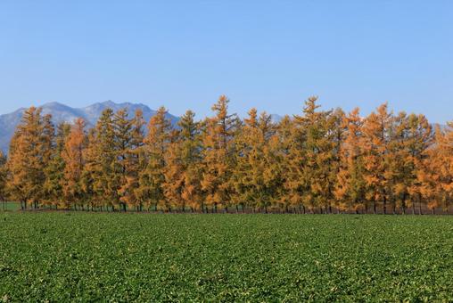 カラ松の紅葉 カラマツ,防風林,紅葉の写真素材