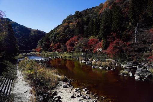 渓流の岸辺と山を彩る紅葉の木々 渓流,川,紅葉の写真素材