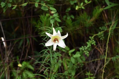 雨の中鉄砲百合を撮りに 雨の中鉄砲百合を撮りにの写真