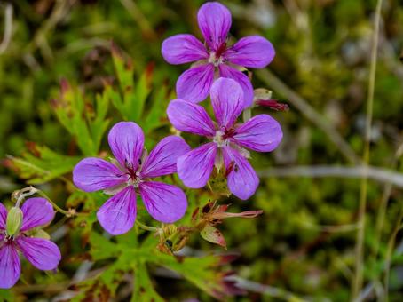 アサマフウロ アサマフウロ 高山植物,北アルプス,白馬の写真素材