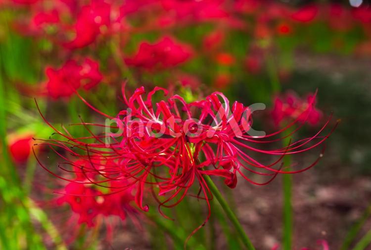 赤い曼珠沙華の咲く風景 ヒガンバナ,秋のイメージ,グリーンの写真素材