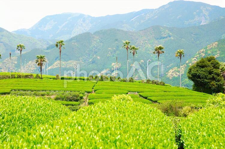 ワシントンやしのあるお茶畑 新茶,お茶畑,八十八夜の写真素材