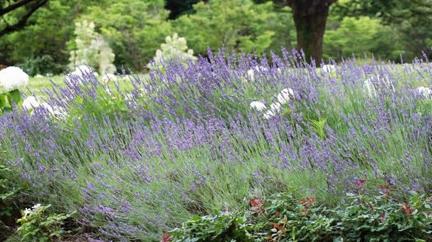スプリングガーデン-1888 ラベンダー,青,青紫の写真素材