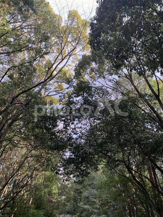 自然 木,木材,葉の写真素材