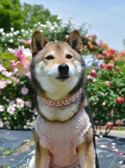 おすまし愛犬 おすまし愛犬 おすまし,美犬,可愛いの写真素材