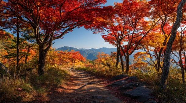 紅葉の秋 紅葉の秋の写真