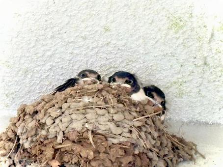 子ツバメ達 02 子ツバメ達 02 燕,鳥,生き物の写真素材