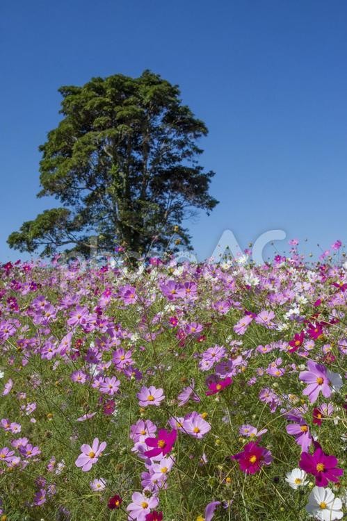 コスモスの花畑　鹿児島県　上場高原 コスモス,秋桜,花の写真素材