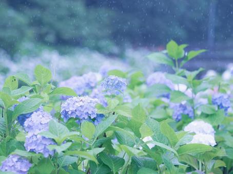 雨に濡れる紫陽花の花の写真 雨に濡れる紫陽花の花の写真 紫陽花,青色,雨の写真素材