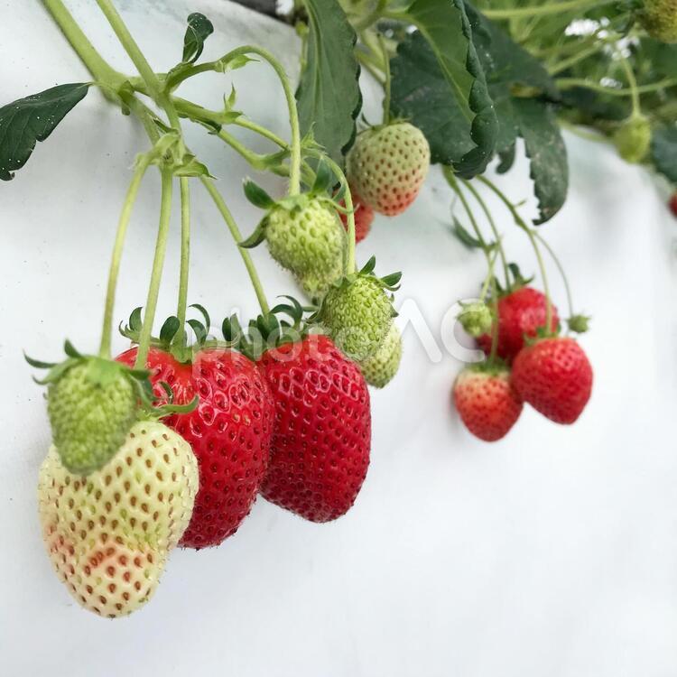 いちご狩り　イメージ 苺,いちご狩り,苺狩りの写真素材