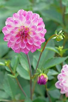 宝塚ダリア園　秋　ダリア771　アルバ 宝塚市,宝塚ダリア園,ダリアの写真素材