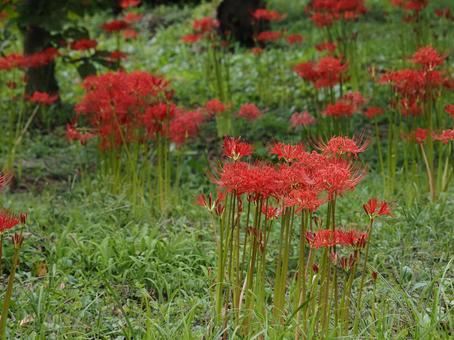 季節の花・彼岸花(曼珠沙華) 季節の花・彼岸花(曼珠沙華)の写真