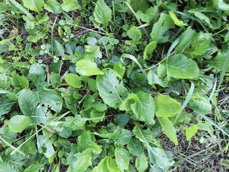 葉っぱ1035 葉っぱ1035の写真