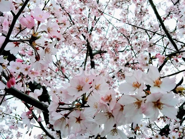 桜43　精神の美　cherryblossoms 桜,サクラ,さくらの写真素材