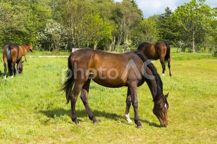デンマークの人懐っこい馬 馬,競走馬,ウマの写真素材