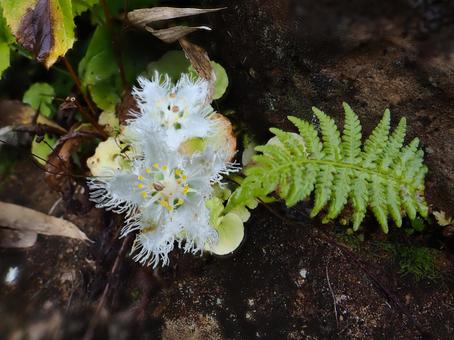 山野草・シラヒゲソウ(苗場山) 山野草・シラヒゲソウ(苗場山) シラヒゲソウ,花,草の写真素材