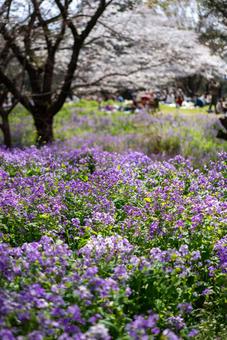 春爛漫の公園、紫の花と桜 紫の花,花畑,ムラサキハナナの写真素材