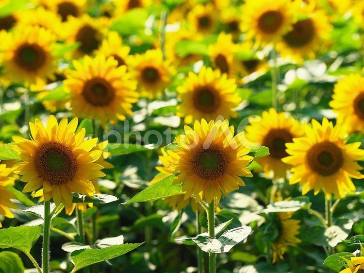北竜町のひまわり畑 ひまわり畑,旅行,夏の写真素材