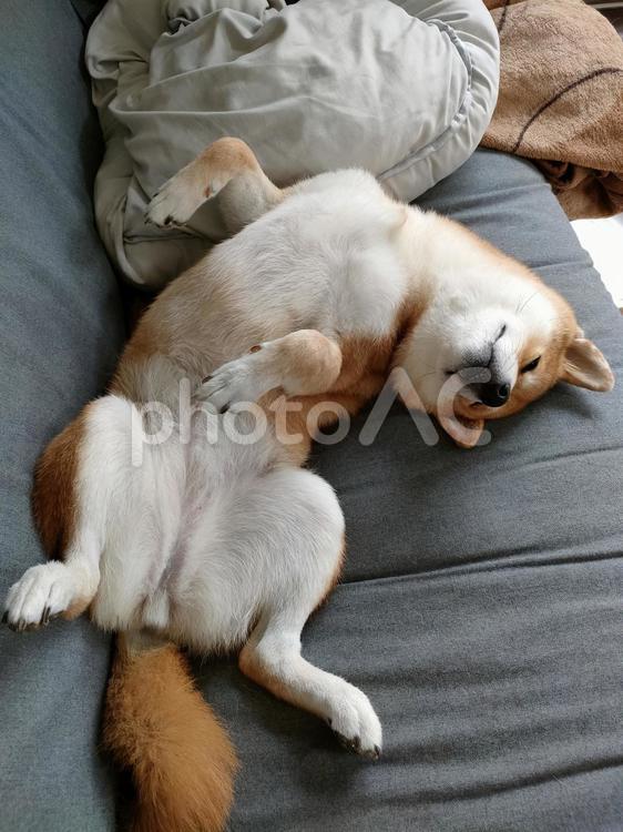 へそ天して寝る柴犬くるみです！ 犬,柴犬,shibainuの写真素材