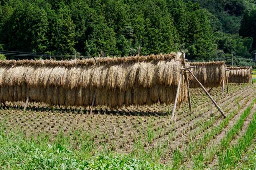 稲架掛けの風景⑶ 稲架掛けの風景⑶の写真