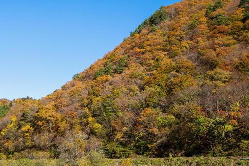 里山の紅葉⑶ 秋,紅葉,山の写真素材
