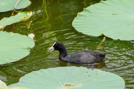 オオバン(22)の写真