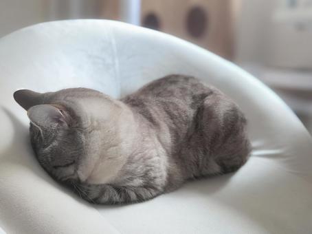 白い椅子で眠る猫 白い椅子で眠る猫 猫,睡眠,椅子の写真素材
