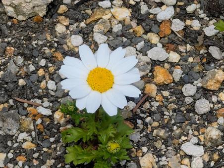 美しいマーガレットの花 美しいマーガレットの花 マーガレット,花,野草の写真素材