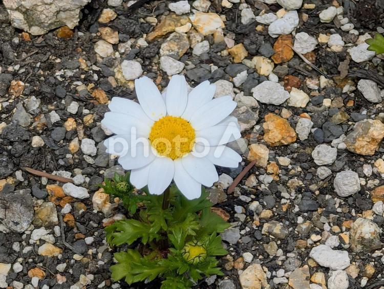 美しいマーガレットの花 マーガレット,花,野草の写真素材