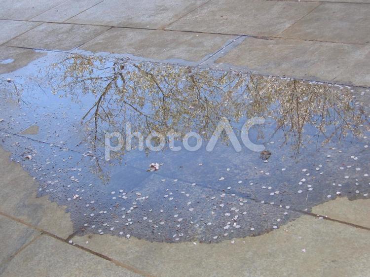 水たまりの桜 4月,さくら,ピンクの写真素材