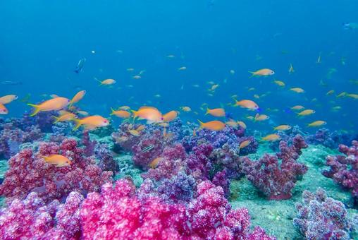 西伊豆・雲見 珊瑚礁と回遊する沢山の魚 西伊豆・雲見 珊瑚礁と回遊する沢山の魚 スキューバダイビング,珊瑚礁,ダイビングの写真素材