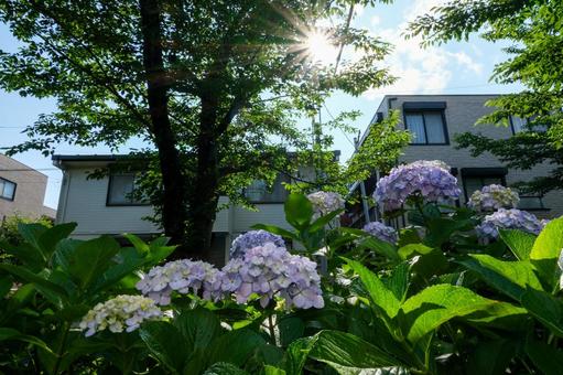 武蔵浦和の遊歩道の紫陽花 紫陽花,武蔵浦和,花と緑の散歩道の写真素材