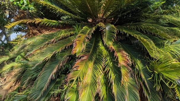 ソテツ ソテツ,植物,自然の写真素材