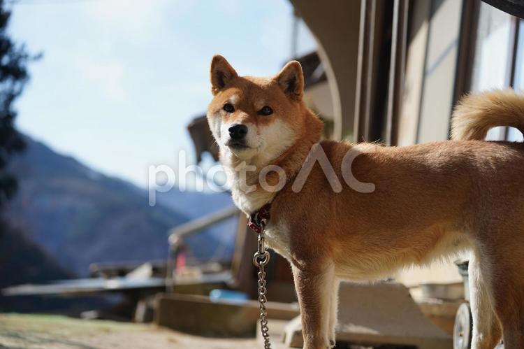 柴犬　見返り姿　1月 柴犬,犬,動物の写真素材