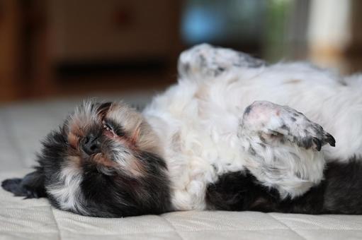 寝る犬 犬,ワンちゃん,シーズーの写真素材