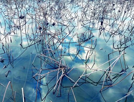 冬のハス畑 水面に描く線の美 冬のハス畑 水面に描く線の美の写真