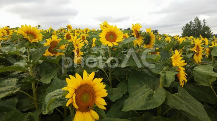 花畑 花,花畑,綺麗の写真素材