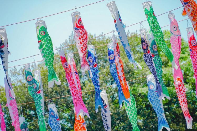 緑の中のたくさんの鯉のぼり 鯉のぼり,こいのぼり,沢山の写真素材