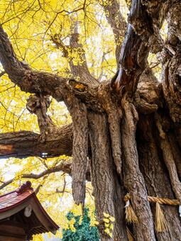 宮城野八幡神社と乳イチョウ⒁ 神社,宮城野八幡神社,神社仏閣の写真素材