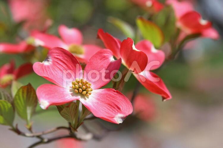 ハナミズキ　花水木　赤い花 ハナミズキ,花水木,花の写真素材