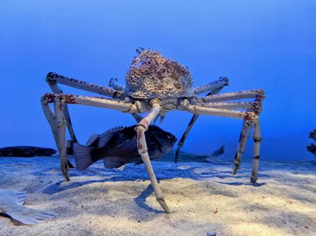 蟹に隠れる魚 カニ,足,かたいの写真素材